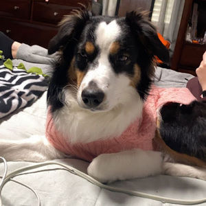 Meet your Posher, Dawn